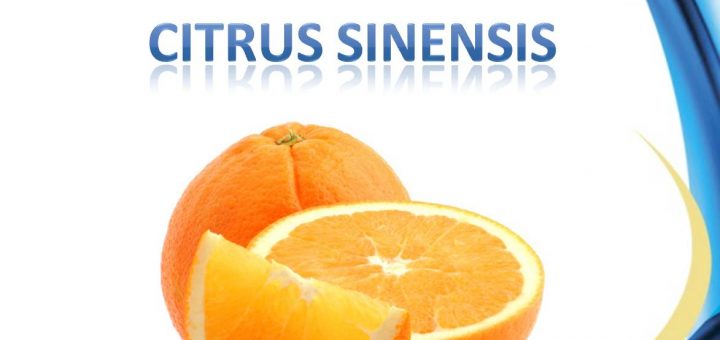 Citrus Sinensis